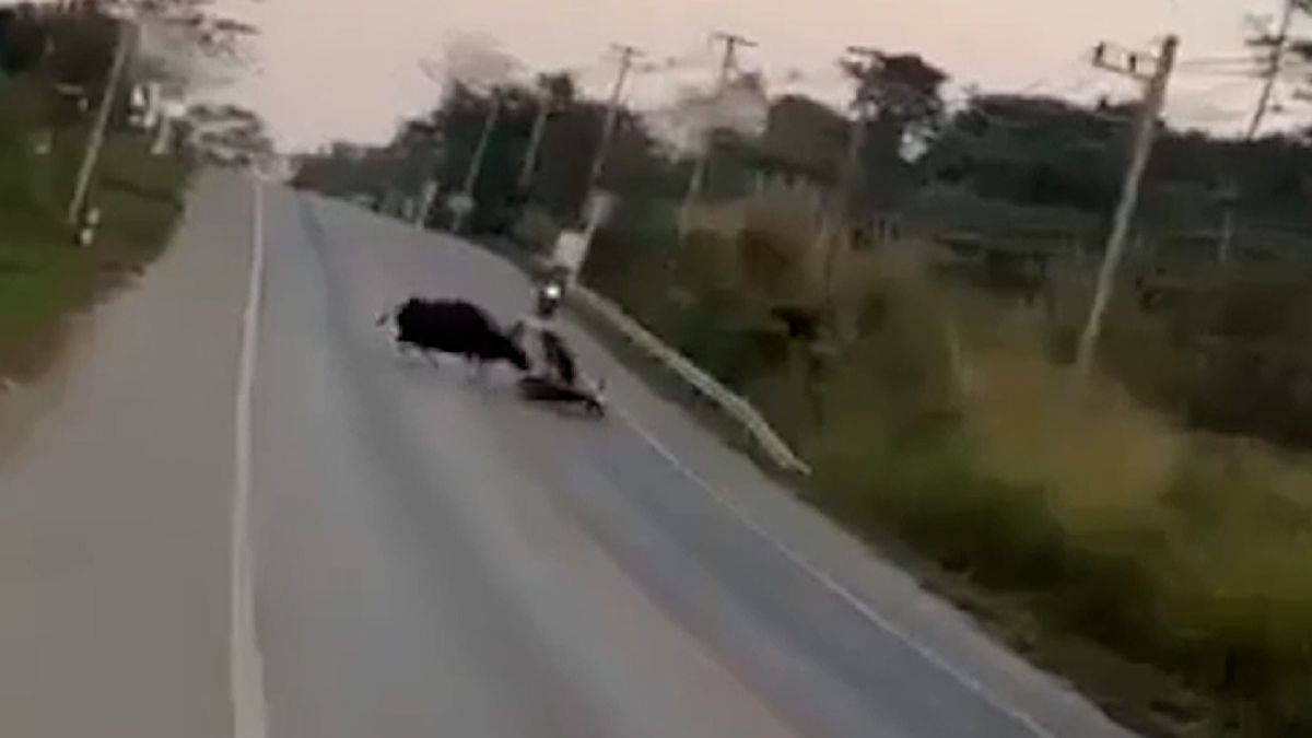 Děsivá nehoda v Thajsku. Rozzuřený býk vběhl do silnice, srazil matku s dcerou na motorce a dítě odtáhl pryč